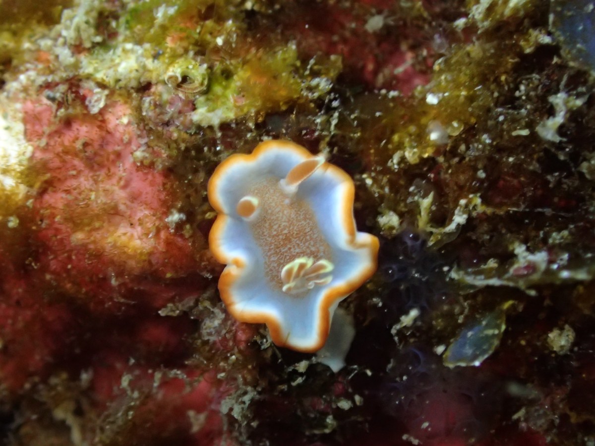 マクロも面白い時期。