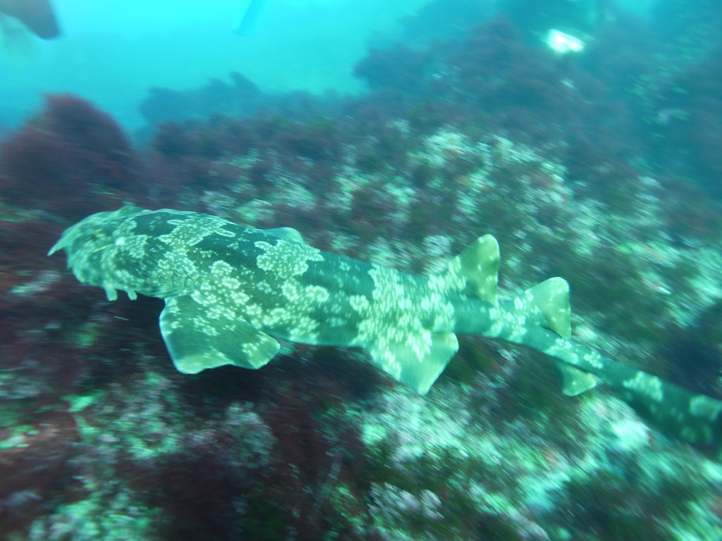 2026年スタート　FUNDIVEコース