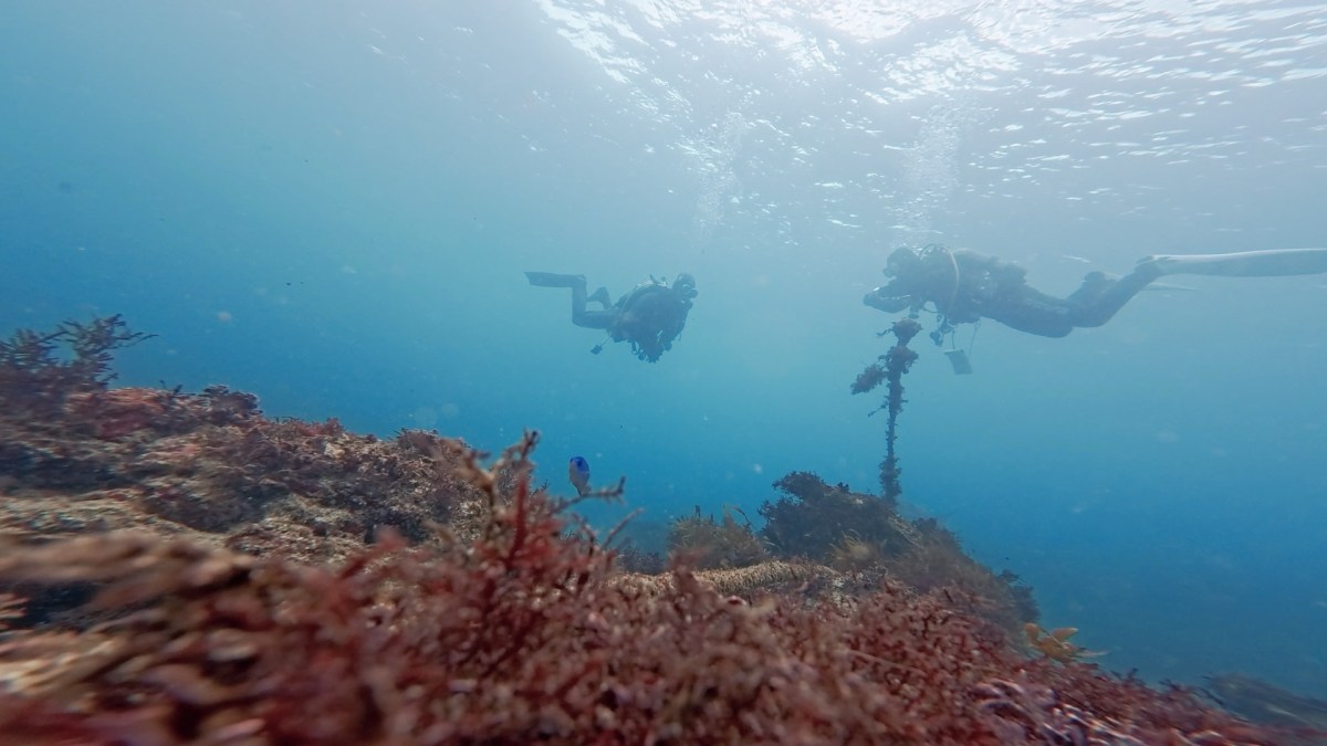 スキルリクエストでした。