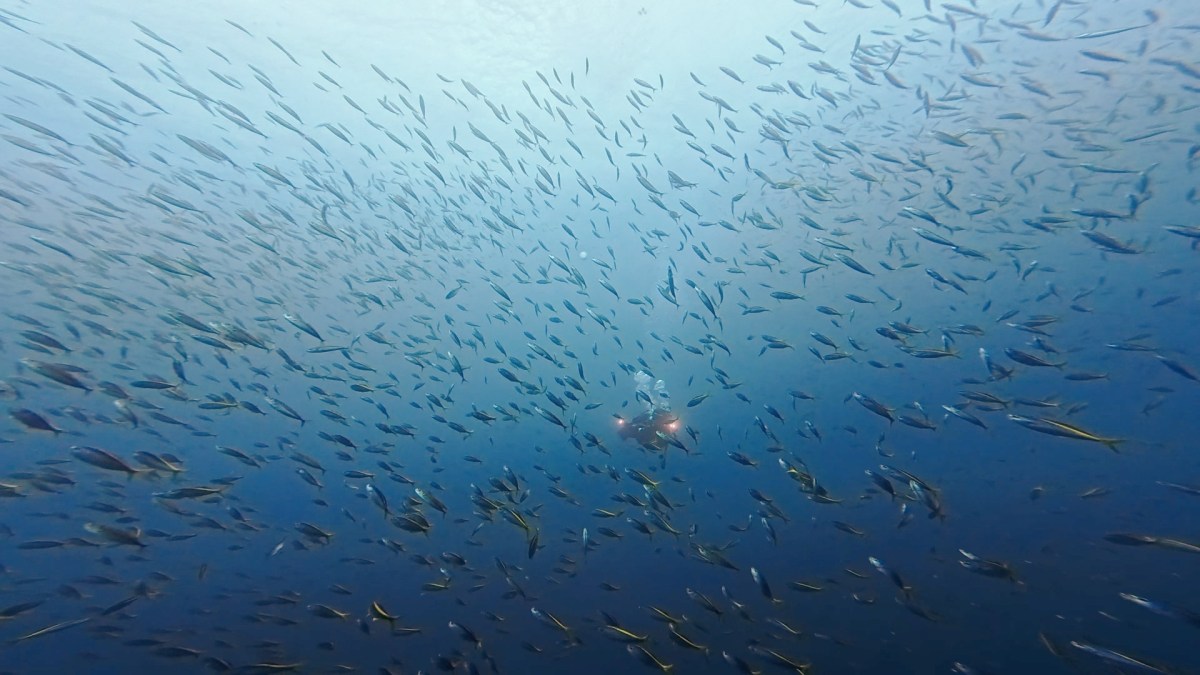 中層狙いでした。