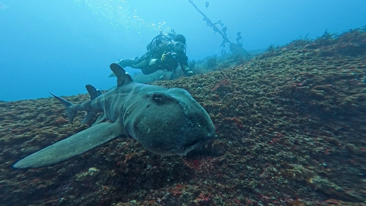 ウマノセ圧倒的な魚影。