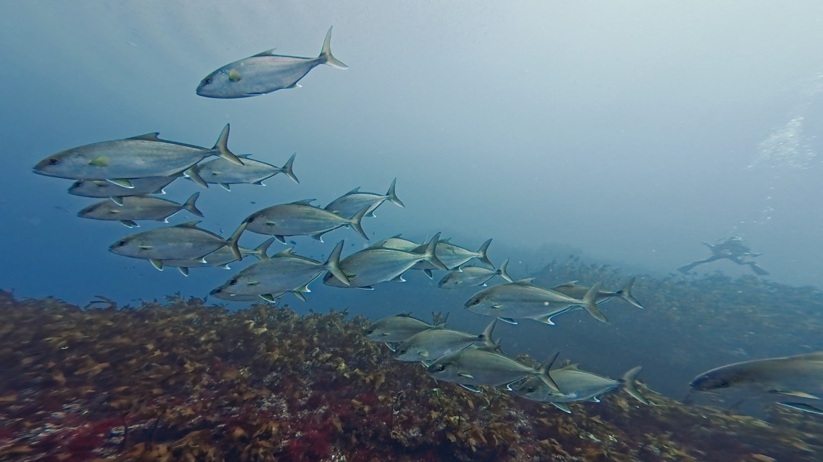 ウマノセで650本記念