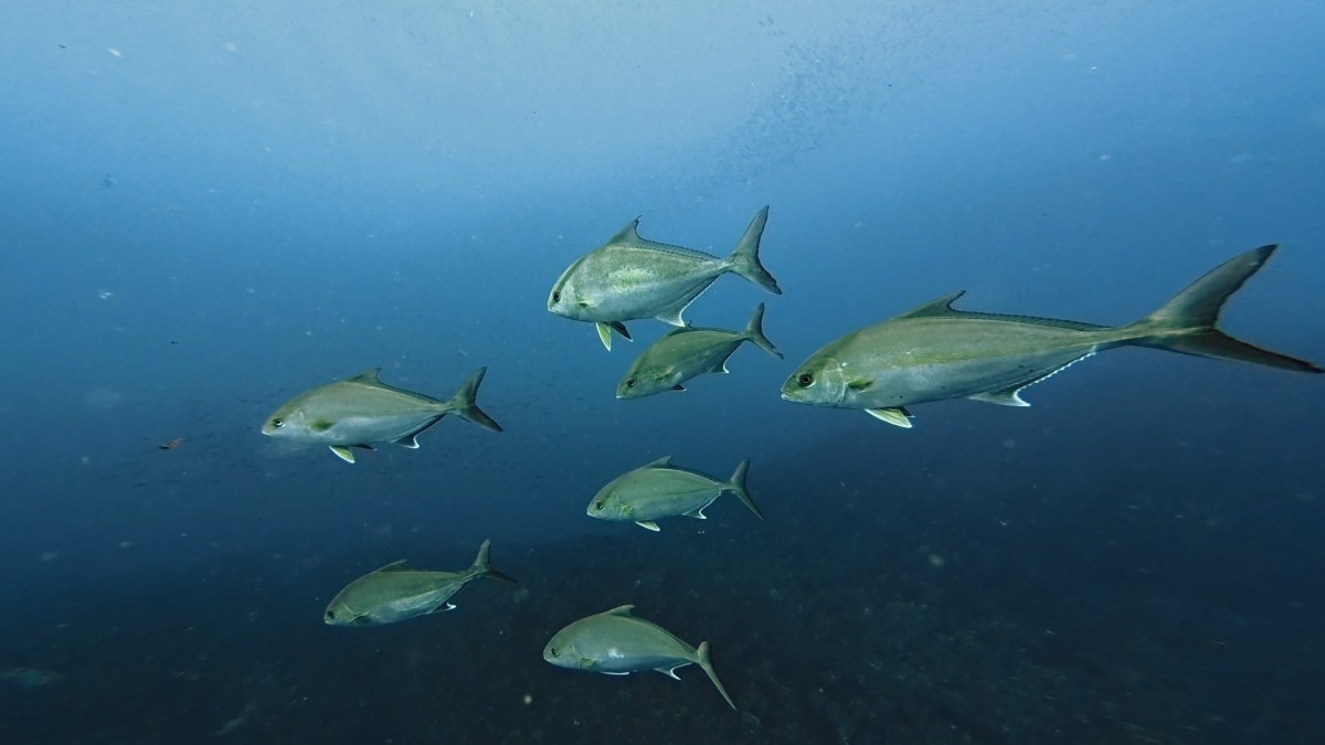 水中絶好調です。