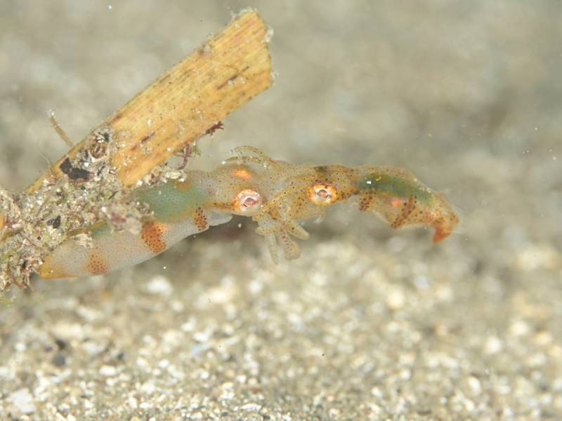 狙いたいシーン盛り沢山