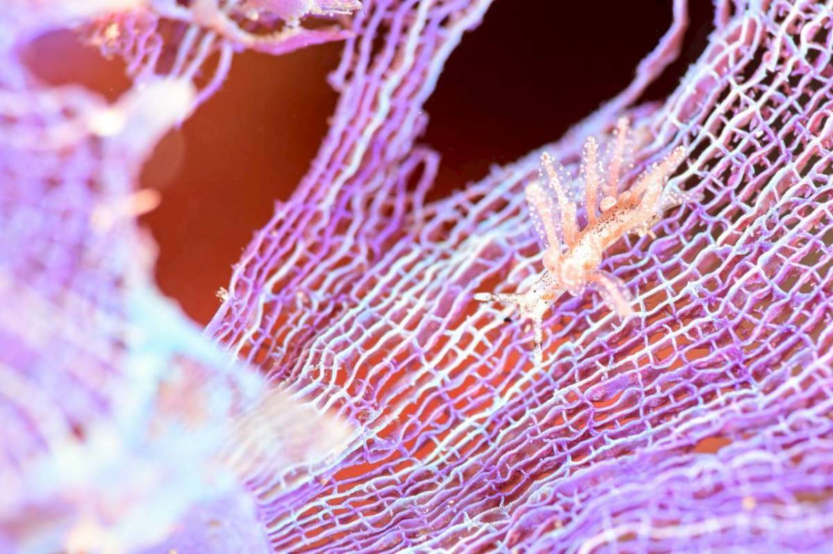 マクロフォトでした。