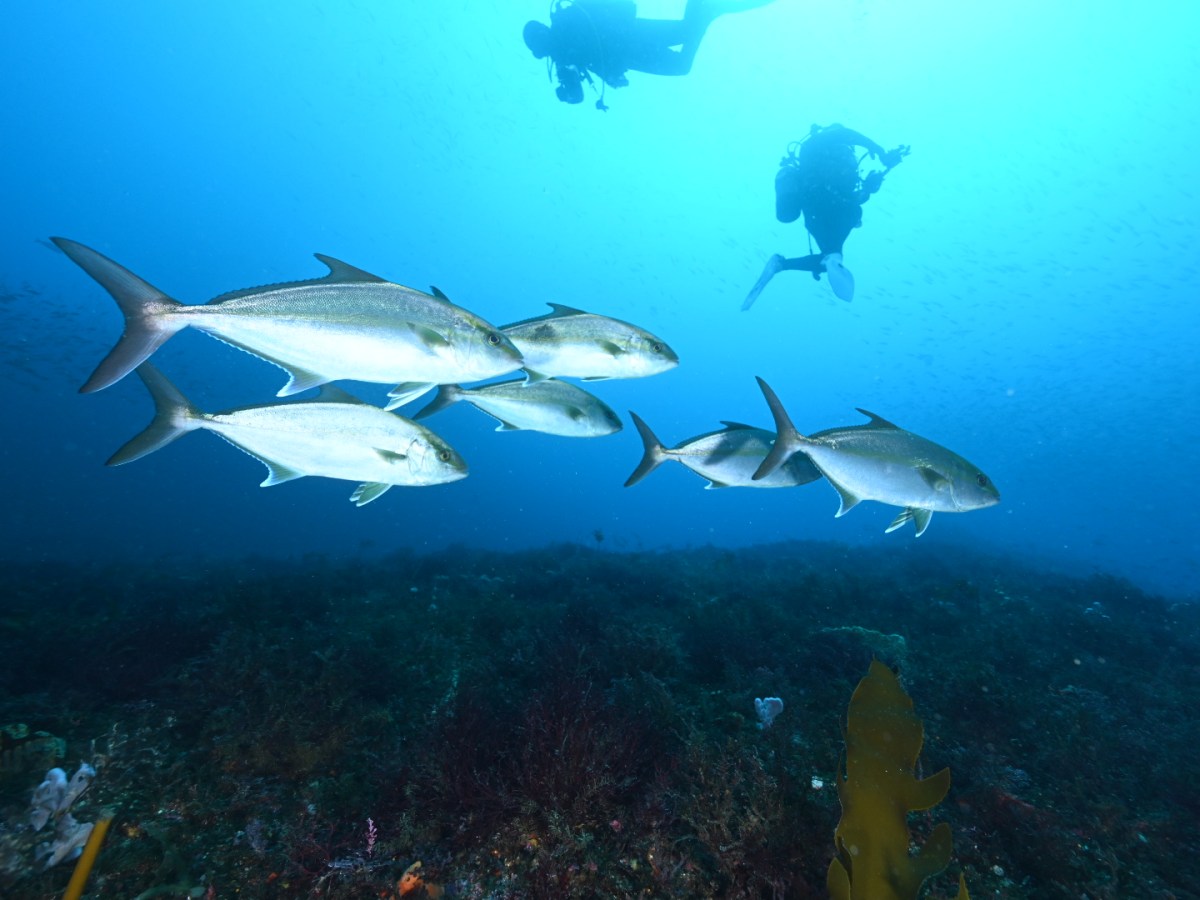 群れ狙いでした