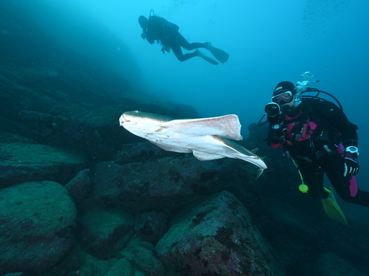 サメ出てます。