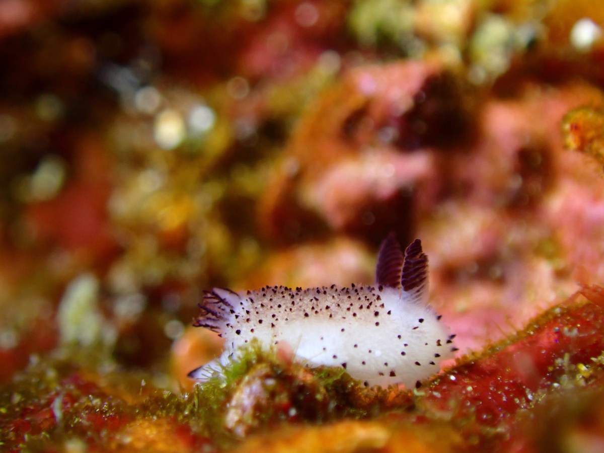 FUNDIVEからSPコース