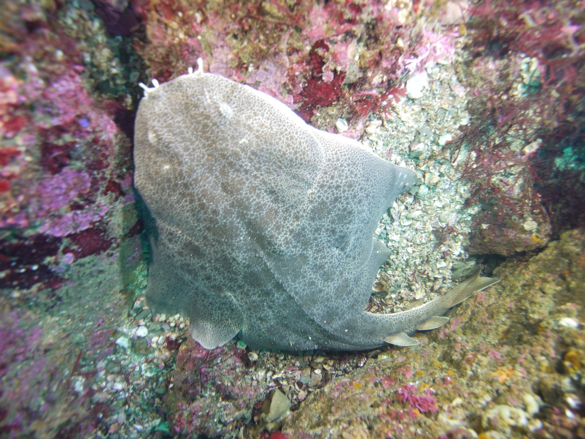 勝浦エリアどちらも。