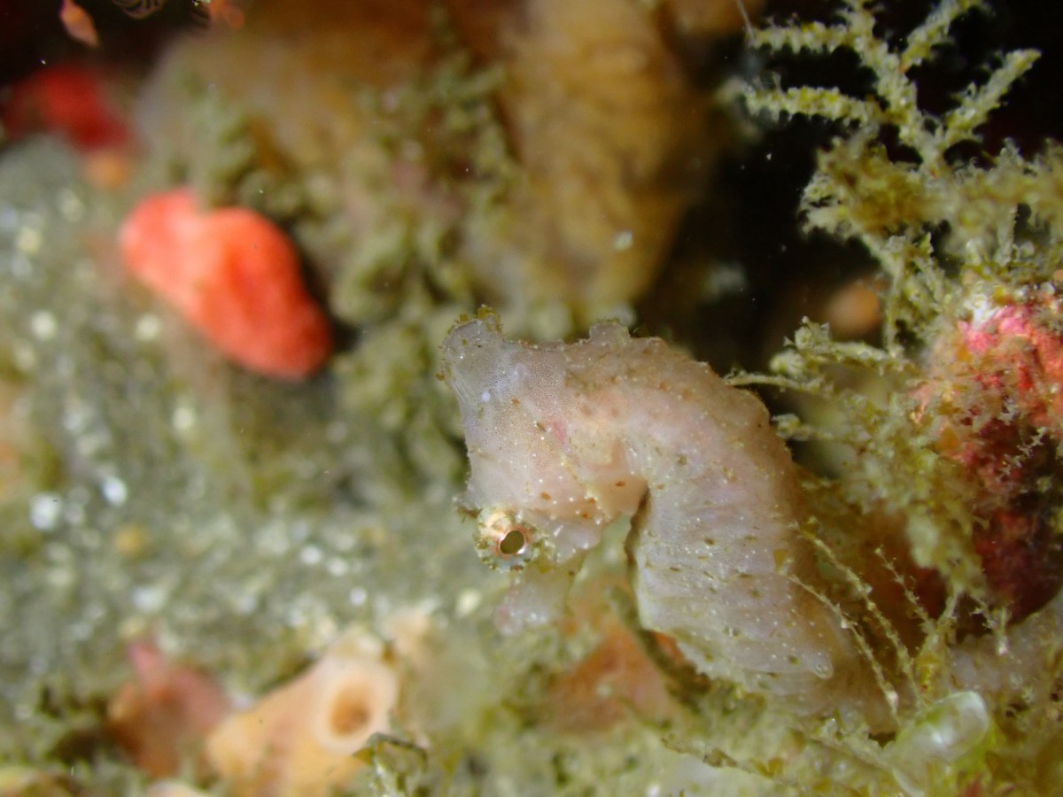 マクロ探しでした