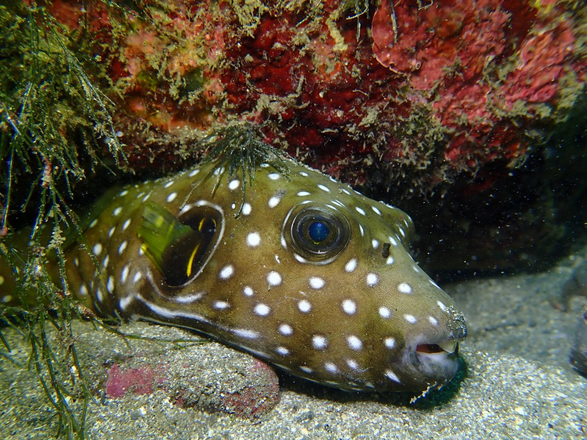 連休最終日も潜れた。