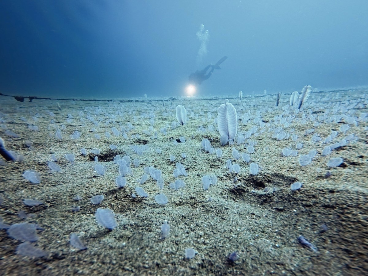 穏やかな海です。