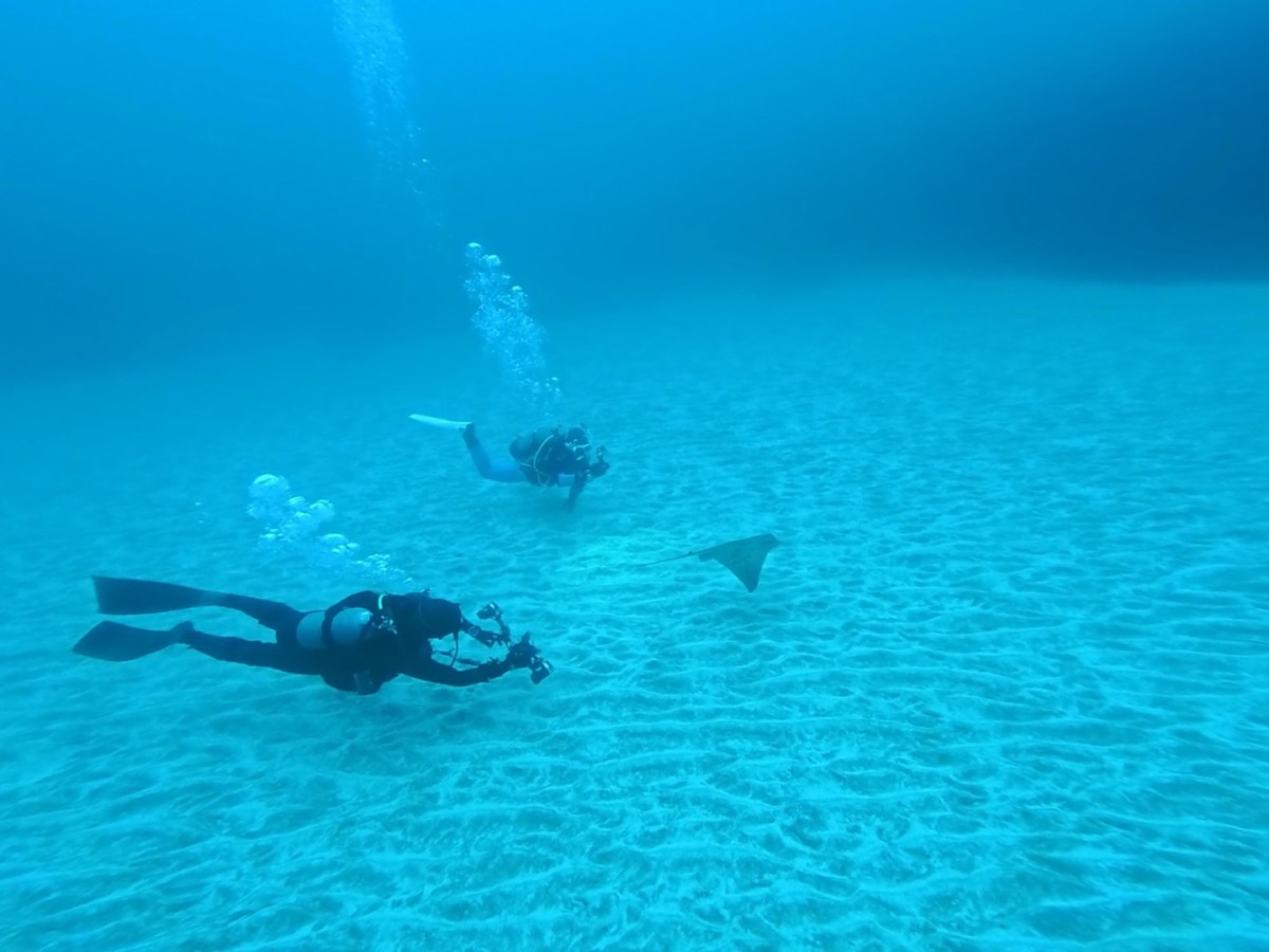 雪降ってきました。