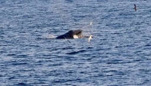 勝浦の海でクジラが。