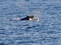 勝浦の海でクジラが。