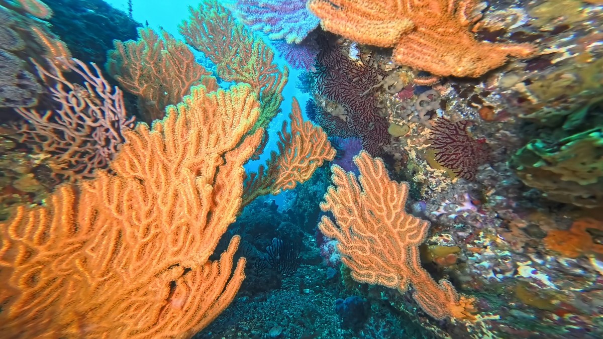 潜ってきました。