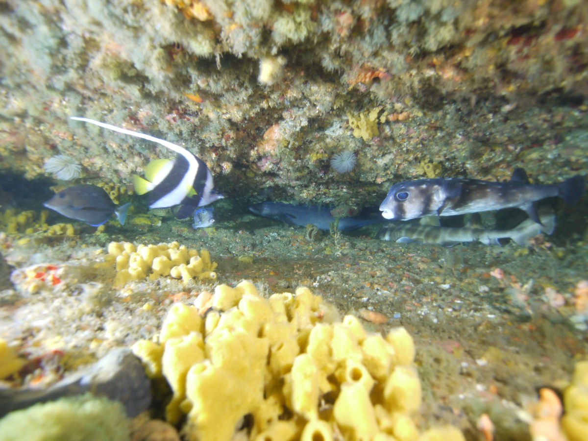 浅場と沖潜ってきました。