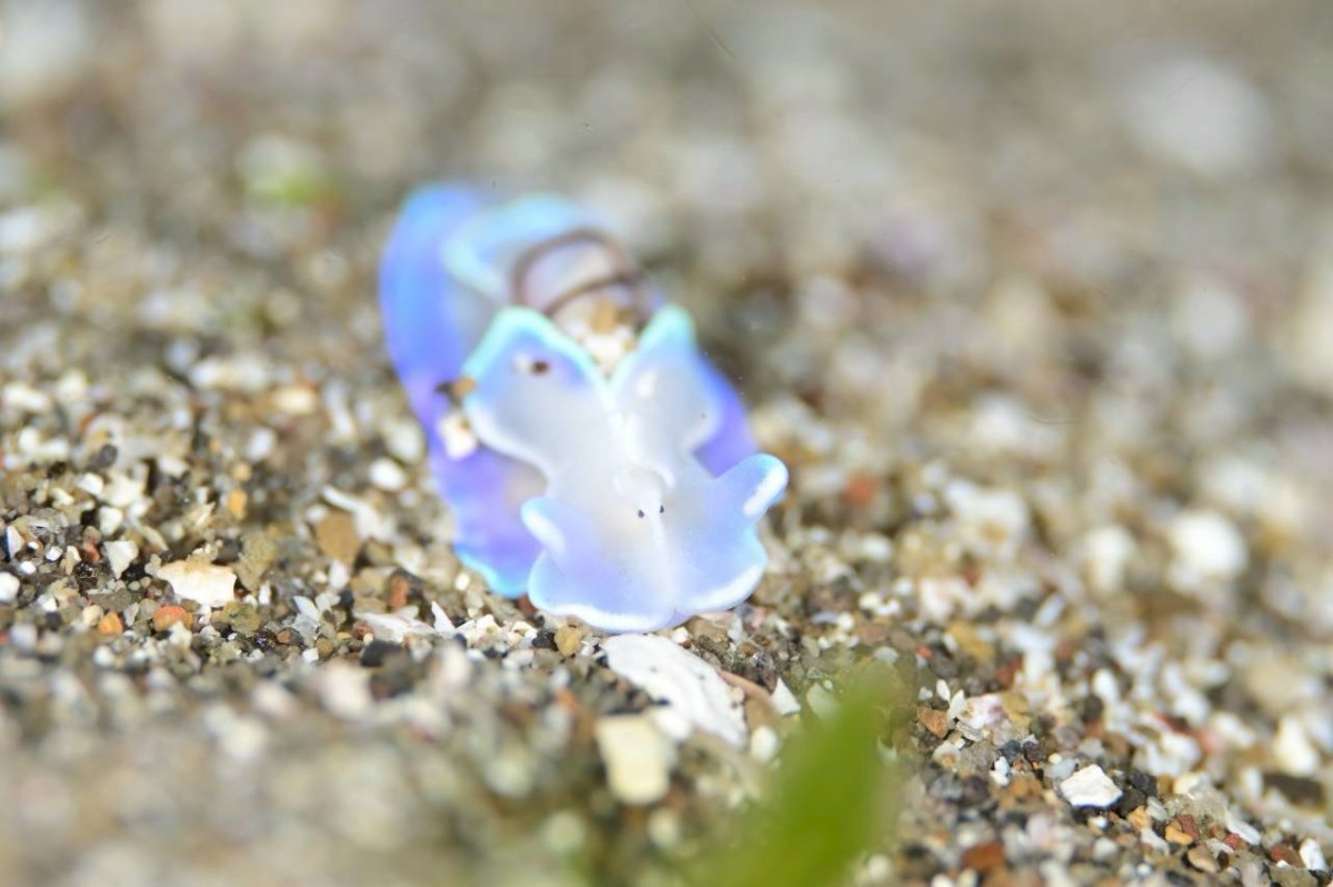 生物との出会いに感謝