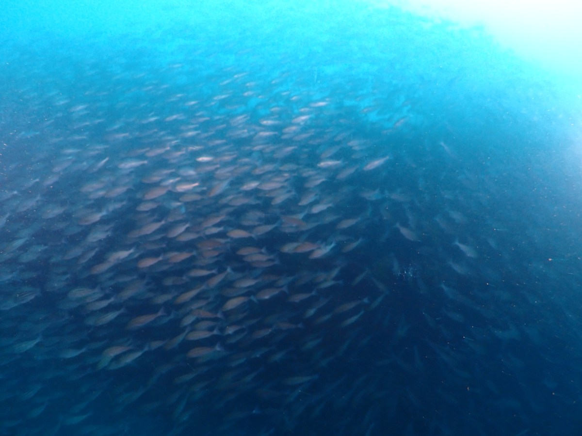 群れがとにかく