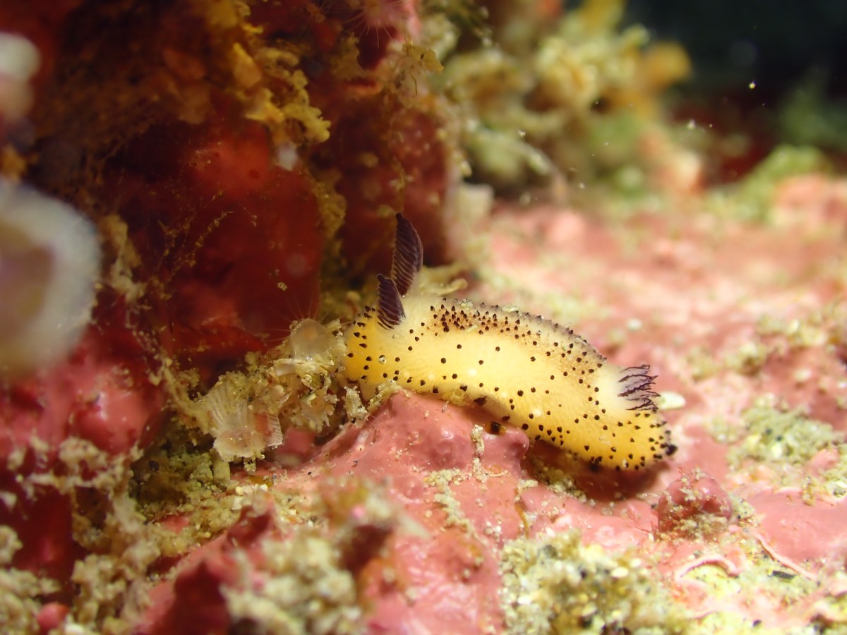 ビーチで生物観察。