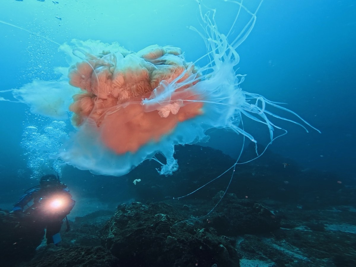 良い海でした。