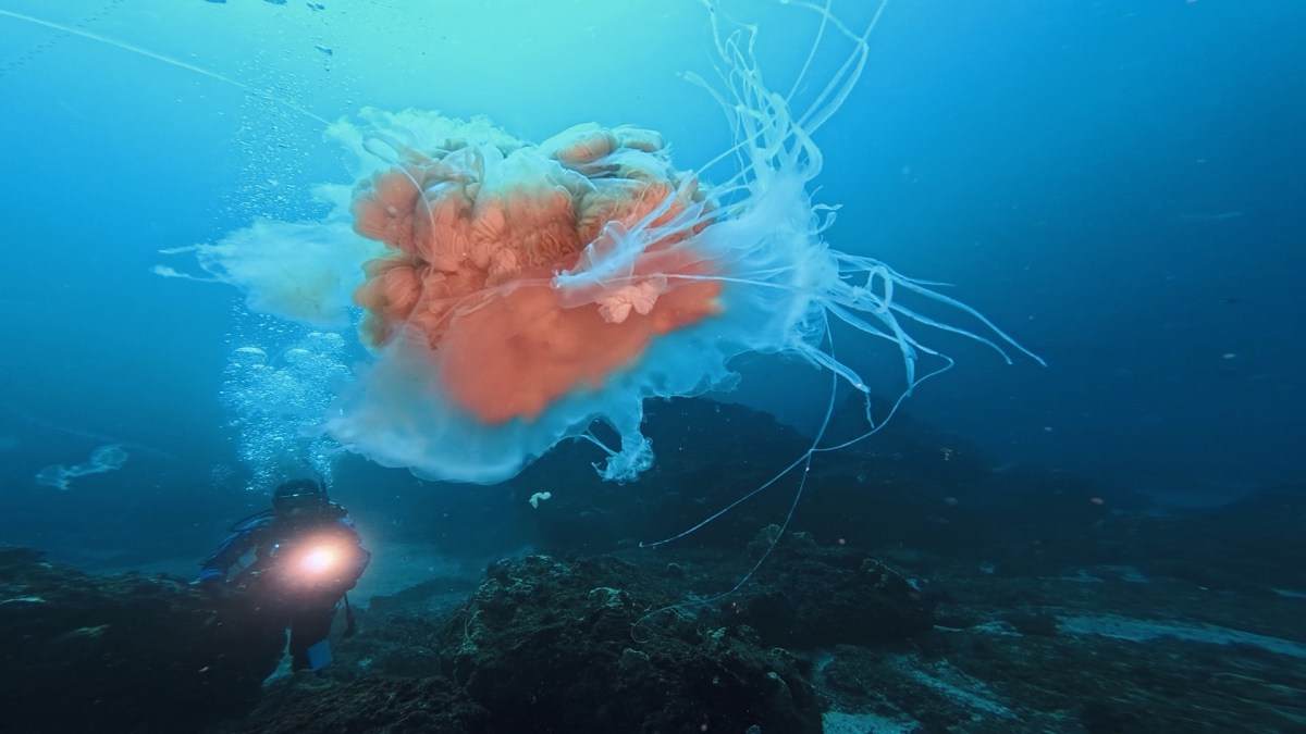 良い海でした。