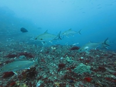 回遊魚当たりました！