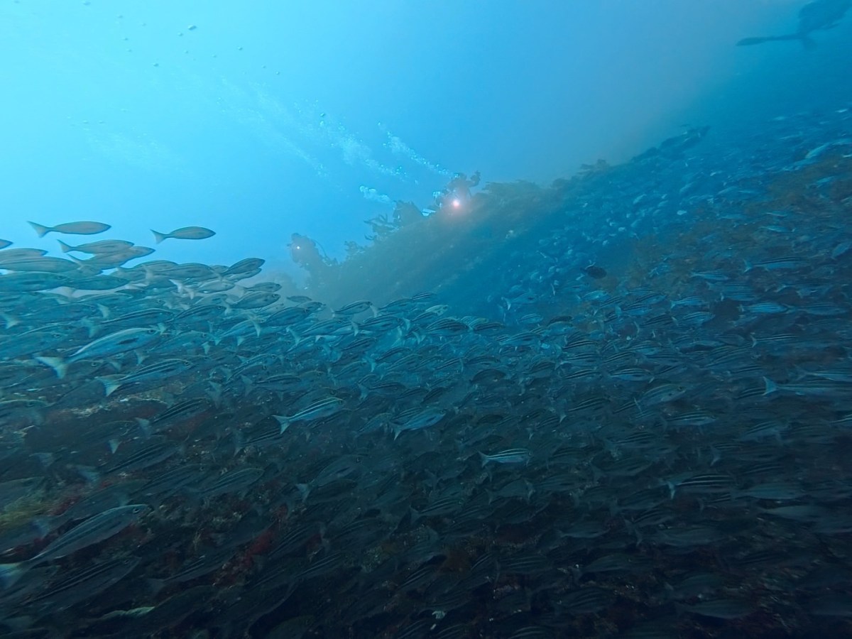 大物出ましたー！