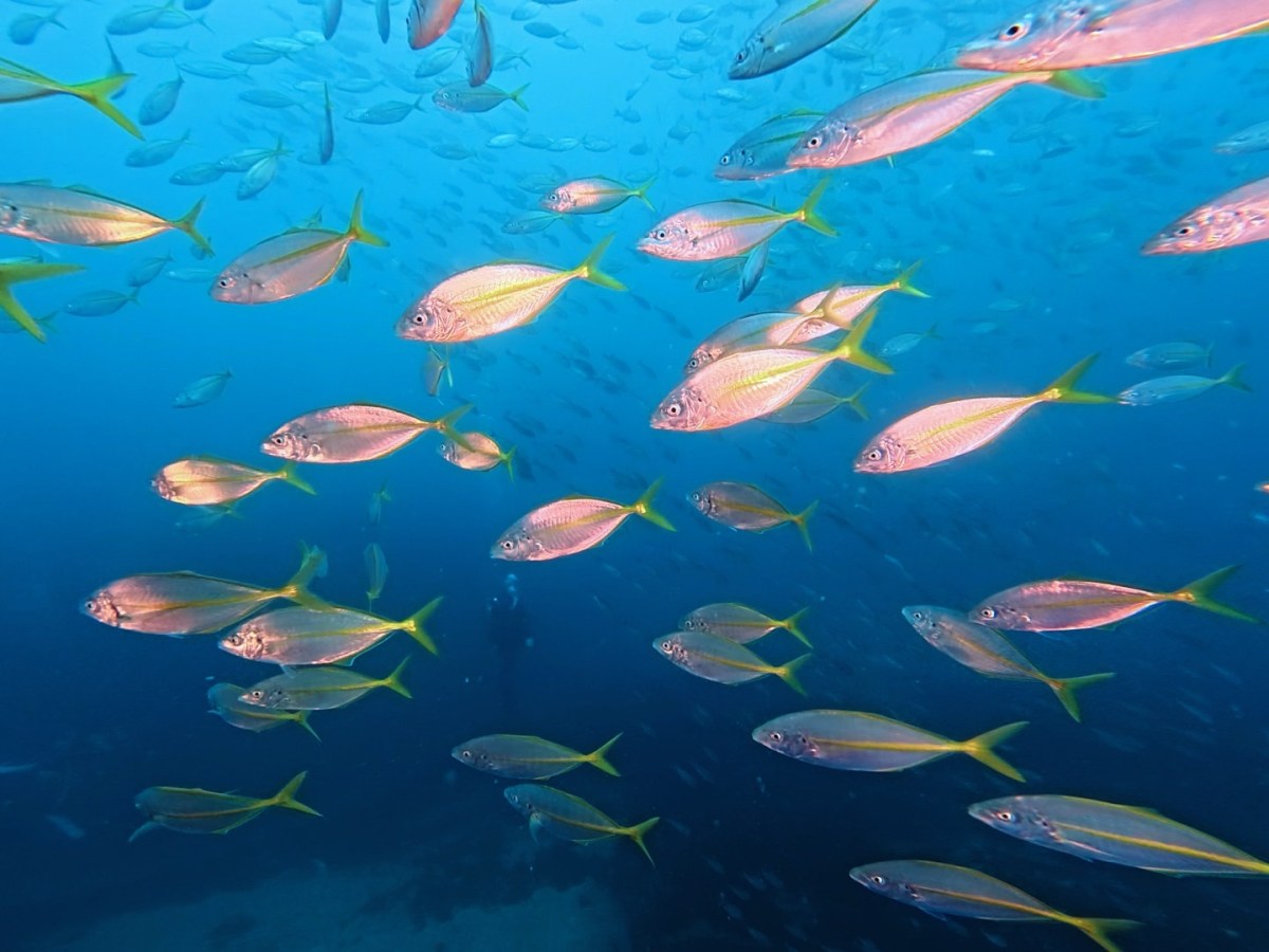 ワイド絶好調でした！