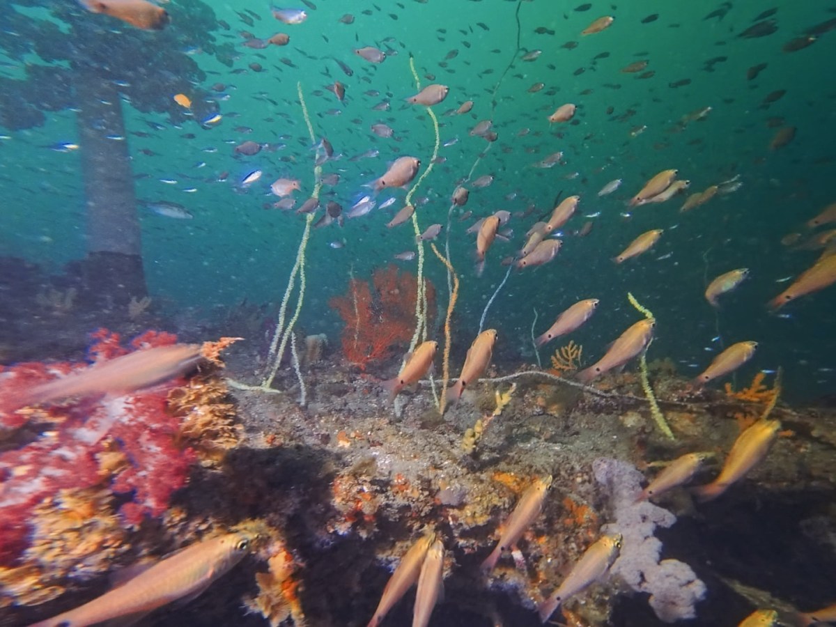 穏やかに潜れました。