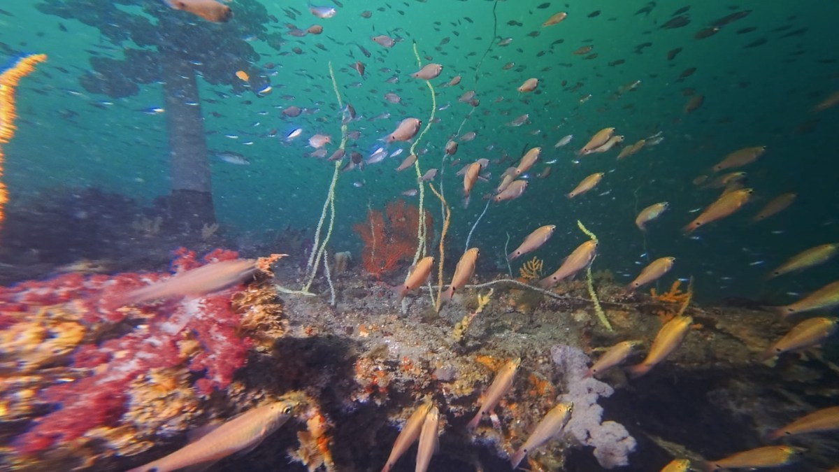 穏やかに潜れました。