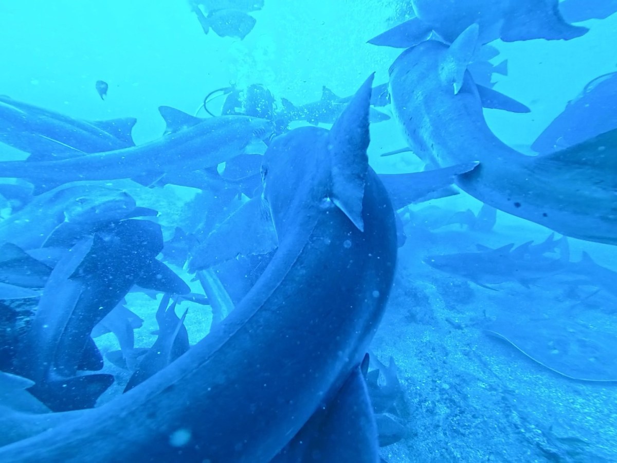 サメ三昧でした。