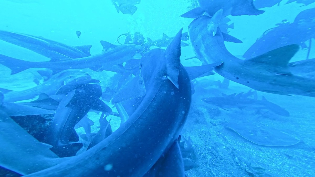 サメ三昧でした。