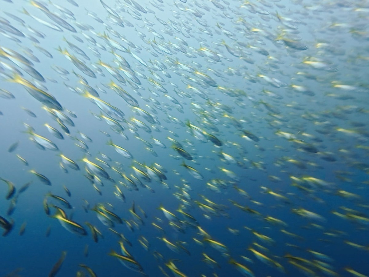 ウマノセ納めとビーチダイブ