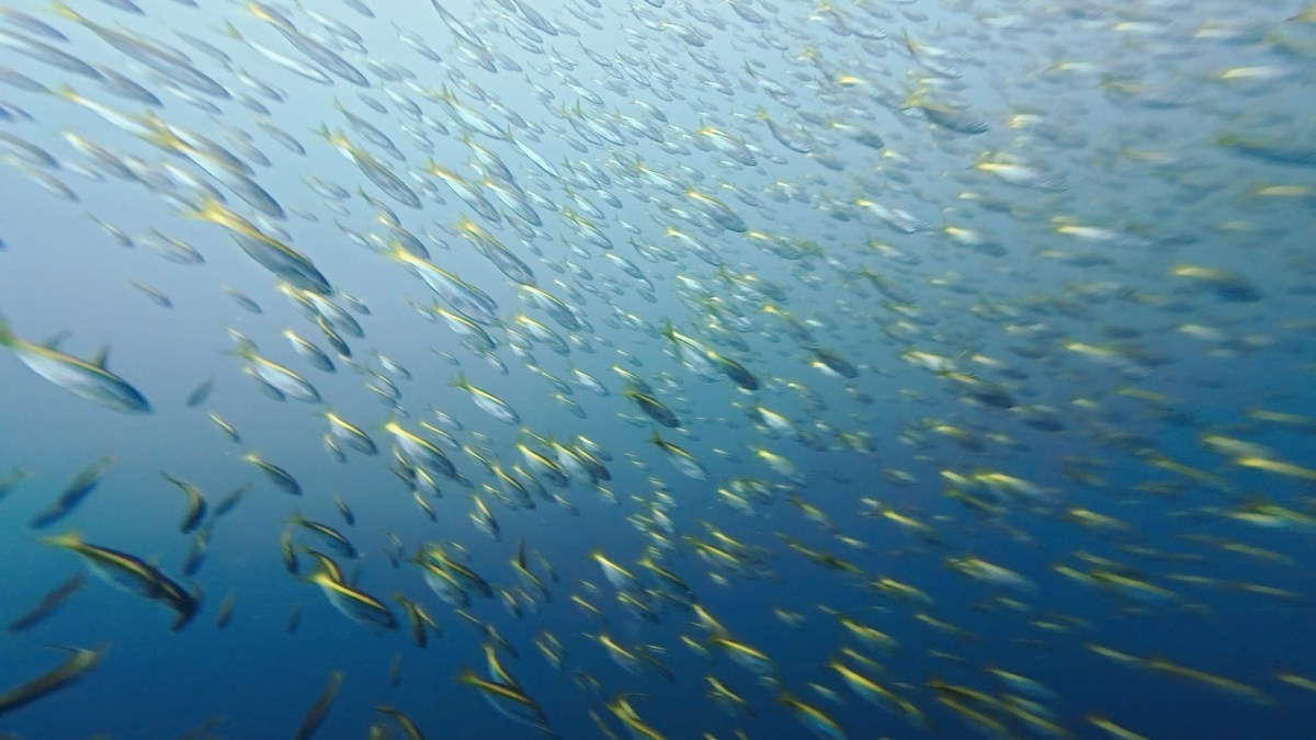 ウマノセ納めとビーチダイブ