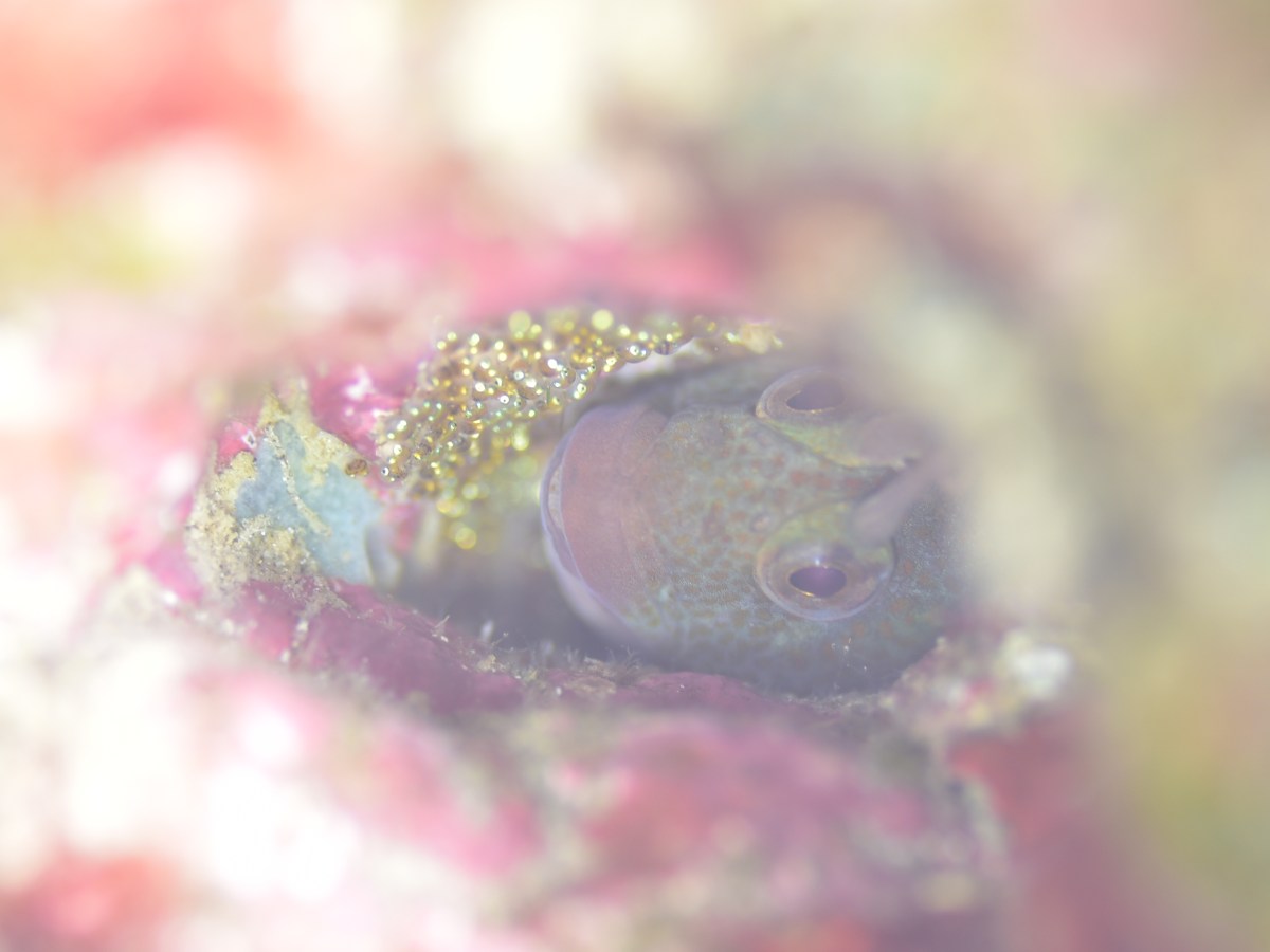 イソギンポ・シーズンインです。