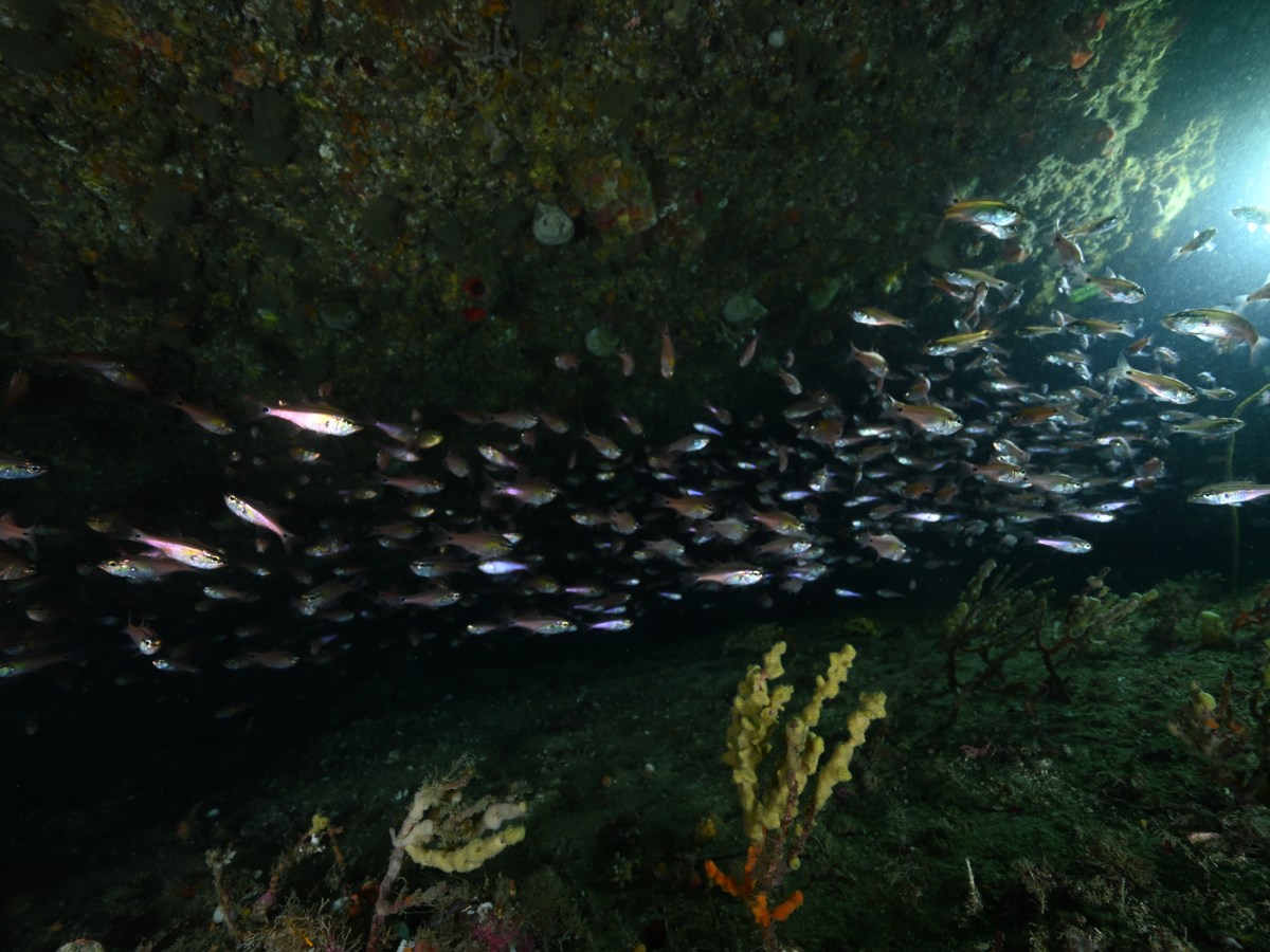 2ボートで群れを