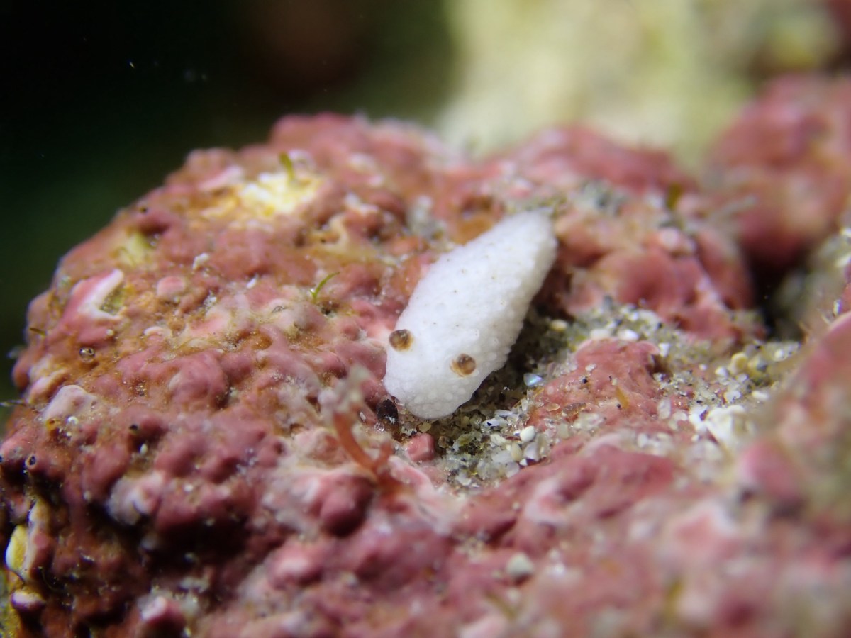 NEWドライスーツ