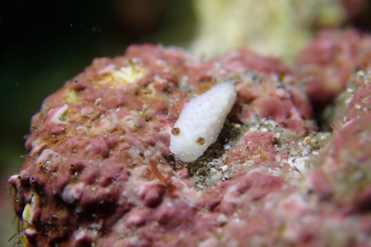 NEWドライスーツ