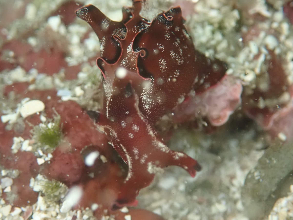 マクロでしたー。