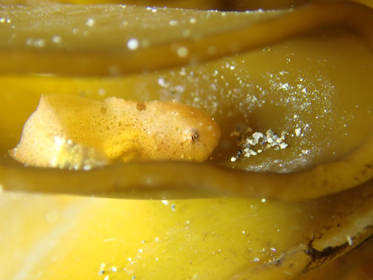 スナビクニンのシーズン