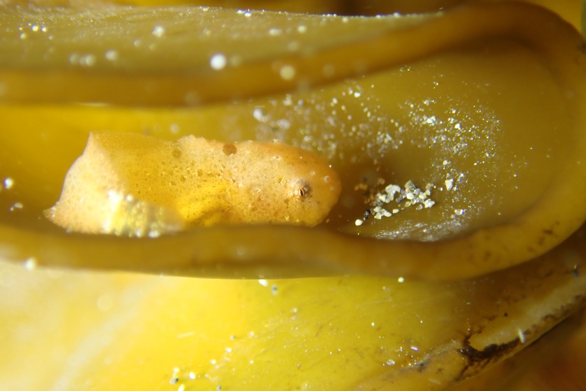 スナビクニンのシーズン